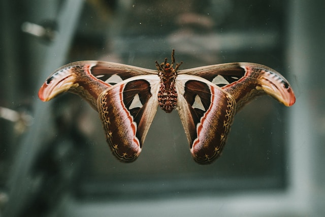 How do adult moths survive predation?