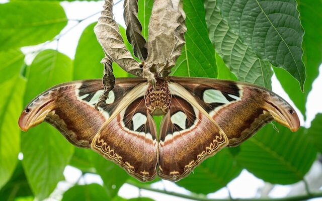 How Do Adult Moths Survive Predation?